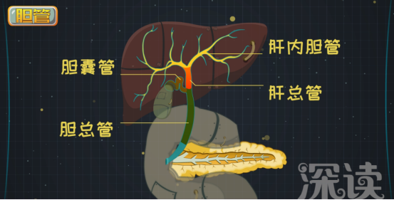 膽管在不同的位置又有不同的小名.